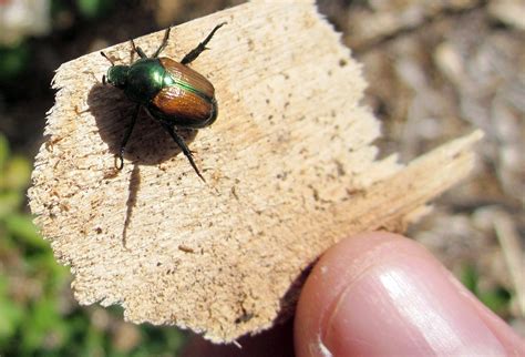 Brown Garden Beetles Uk Fasci Garden