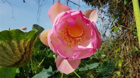 Cambodia Lotus Flower Siem Reap Province Stock Photo Image Of