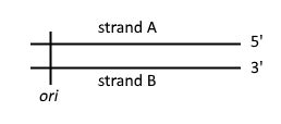 Solved Describe the end replication problem in linear | Chegg.com 
