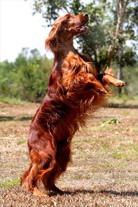 Irish Setter Photo Of The Week As At June Irish Setters Australia