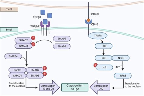 Frontiers IgA Producing B Cells In Lung Homeostasis And Disease