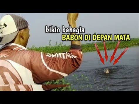 Nila Babon Di Depan Mata Mancing Ikan Nila Babon YouTube