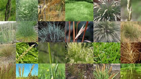 How Do California Native Grasses Contribute To Ecosystems