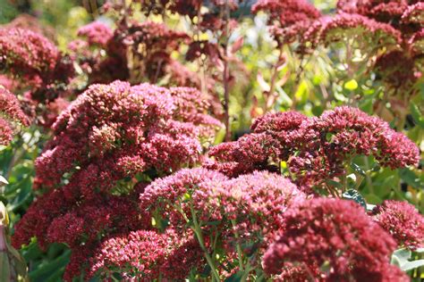 10 Colorful Perennials that Bloom in the Fall - NATALIE LINDA