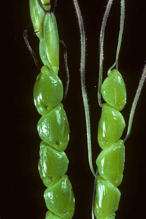 Zea Mexicana Poaceae Image At Phytoimages Siu Edu