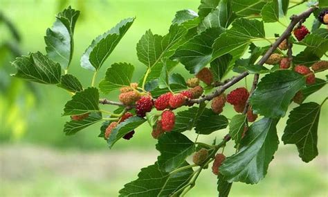 Mulberry Tree The Easiest Berries To Grow Epic Gardening