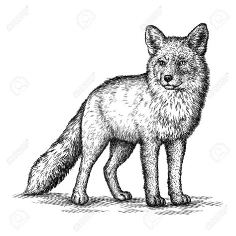 Fox Vintage Stock Illustrations Cliparts And Royalty Free Fox Vintage