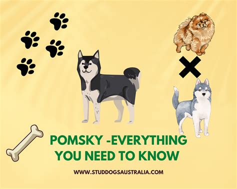 Pomsky Dog Breed Australia