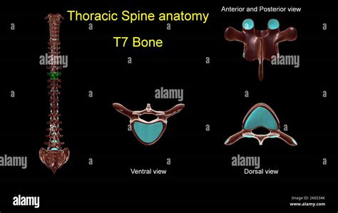 Thoracic spine T 7 bone anatomy for medical concept 3D Illustration ...