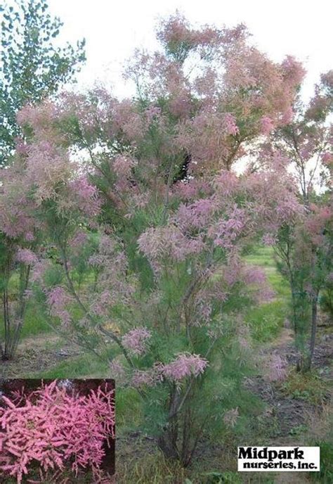 Small Maturing At About 12 35 Deciduous Trees