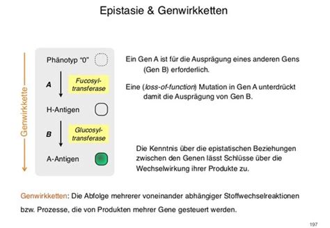 Besondere Genetische Ph Nomene Geschlechtsbestimmung Karteikarten