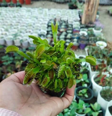 Venus Flytrap Plant - Bhimtal Nursery