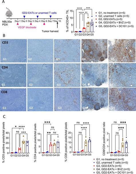 Targeting Tumor Vasculature To Improve Antitumor Activity Of T Cells