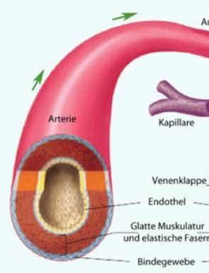Herzkreislaufsystem Teil 1 Karteikarten Quizlet