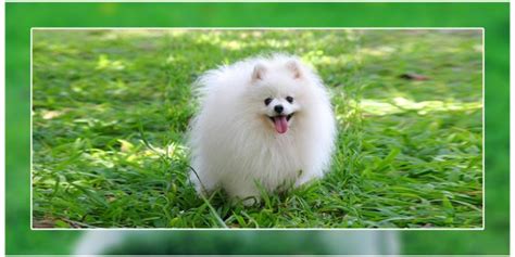 How To Take Care Of A Pomeranian Puppy | DogExpress