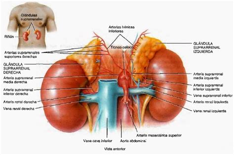 Gl Ndulas Suprarrenales Sistema Endocrino Anatom A Humana General