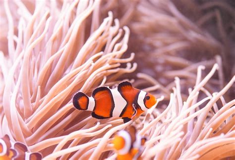 Peixe palhaço ou peixe anêmona amphiprion percula nadando entre os