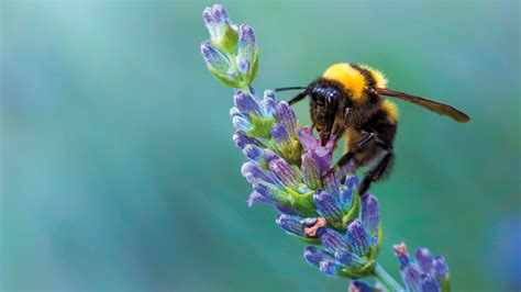 Best bee friendly plants: 12 beautiful ideas to try in your garden ...