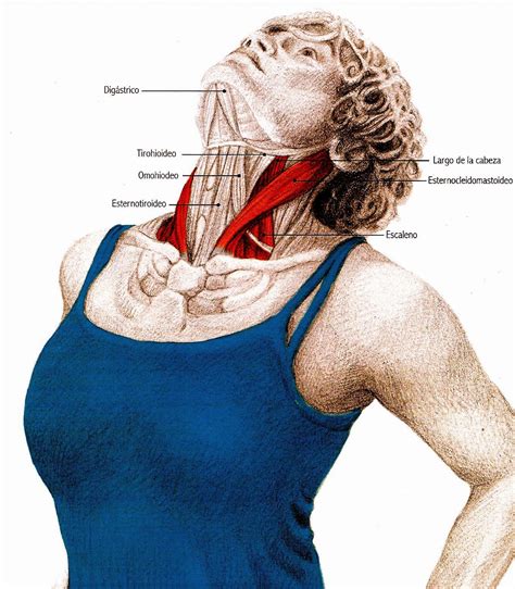 Extension De Cabeza Dolor De Cuello Dolor De Cuello