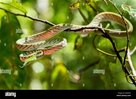 Asian Vine Snake Hi Res Stock Photography And Images Alamy