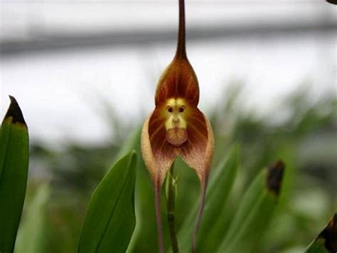 Rare And Weird Flowers That Look Like Something Else Around The