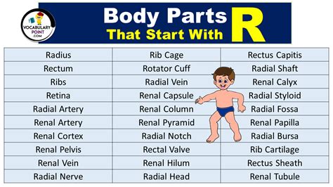 90 Body Parts That Start With R Vocabulary Point