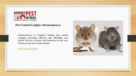 Pest Control Langley Advancepest Ca