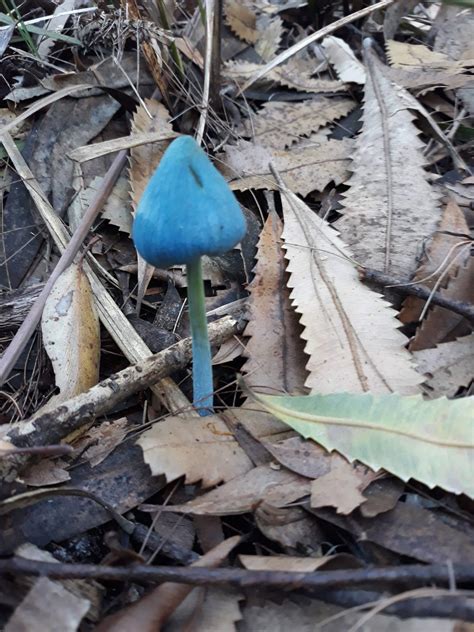 Spotted This Cool Blue Mushroom On Mt Kembla In Wollongong Nsw What Is