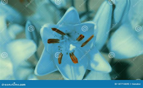 Floraci N Azul De La Flor Del Lirio Abriendo Su Flor Naturaleza