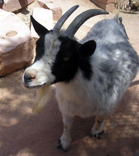 40 Interesting Pygmy Goat Facts About Your Next Exotic Pet