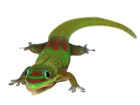 Gold Dust Day Gecko For Sale - Upriva Reptiles