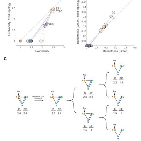 Mechanistic Basis Of Robustness And Evolvability A Average Predicted