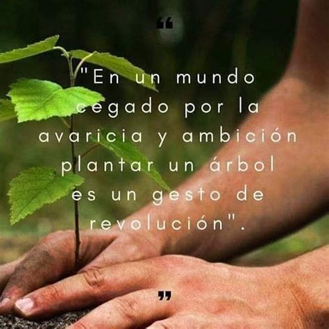 Planta un árbol Arbol frases Frases sobre arboles Frases ambientales