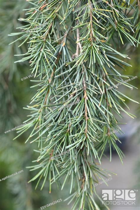 Weeping Deodar Cedar Latin Name Cedrus Deodara Pendula Stock Photo