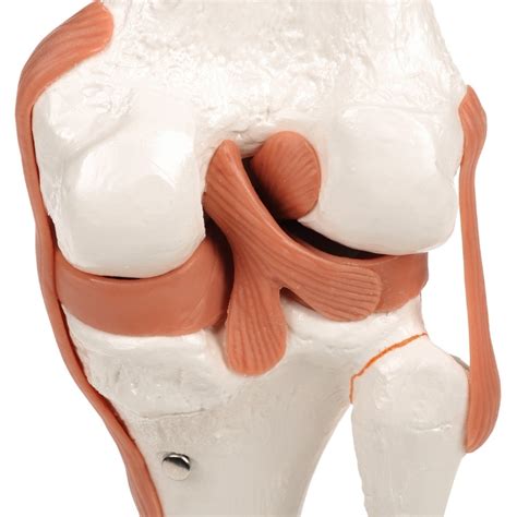 knee joint australian physiotherapy equipment