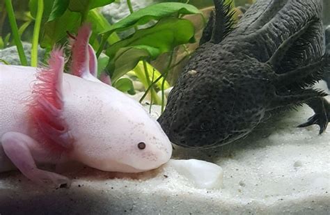 Axolotl Tank Axolotl Tank Setup Axolotl Tank Size, 40% OFF