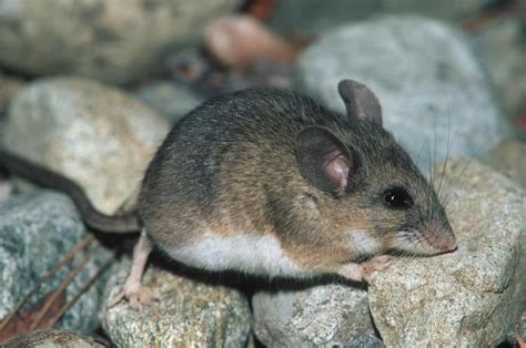 Peromyscus - Alchetron, The Free Social Encyclopedia