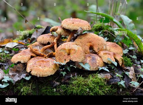 Shaggy scalycap Pholiota squarrosa hongos creciendo en tocón de árbol