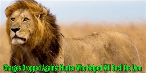 Charges Dropped Against Hunter Who Helped Kill Cecil The Lion Wildlife Planet