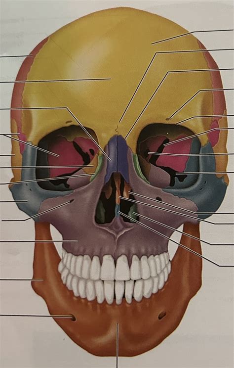 front view of skull Diagram | Quizlet