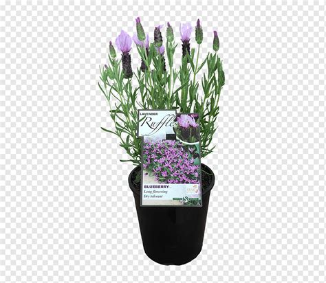 Lavender Flowerpot Artificial Flower Cut Flowers Flower Purple