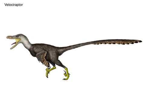 Velociraptor By Cisiopurple On Deviantart