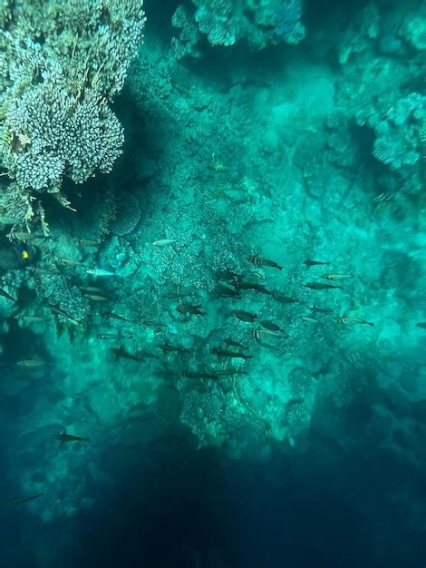 Un grupo de peces nadando en el océano Foto Premium