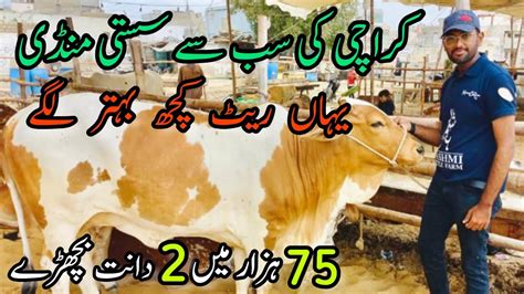 K Me Dant Bachray North Karachi Mandi Cattle Rates Update Cow