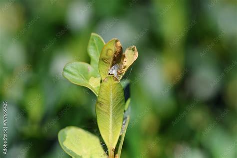 Damage on leaves. Cydalima perspectalis, the box tree moth is an ...