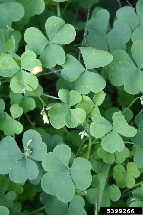 Yellow Woodsorrel Oxalis Stricta