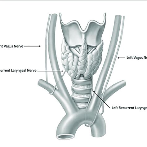 Anatomy Of The Recurrent Laryngeal Nerves Download Scientific Diagram