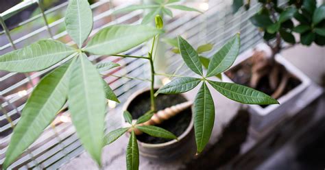 How To Propagate A Money Tree The Garden Magazine