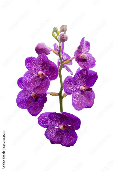 Vandas Species Of Purple Orchids Isolated On White Background Purple