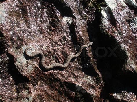 Serpiente cascabel bebé, Apachochi, Chihuahua, México | Stock Photo ...